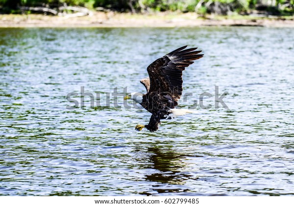 Closeup Bald Eagle Swooping Wings Claws Stock Photo 602799485 ...