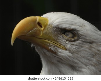 A close-up of bald eagle with vivid green eyes. - Powered by Shutterstock