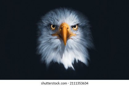 A closeup of a (bald ) sea eagle looking straight into the camera, dark matte background