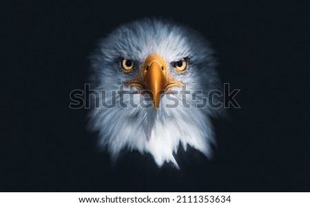 A closeup of a (bald ) sea eagle looking straight into the camera, dark matte background