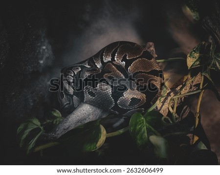 Close-up of a ball python (Python regius) coiled on a branch in a dimly lit terrarium. The snake's intricate scale pattern and earthy tones blend seamlessly with its natural habitat, creating a myster