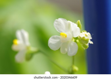 Balloon Vine High Res Stock Images Shutterstock Balloon Vine High Res Stock Images Shutterstock