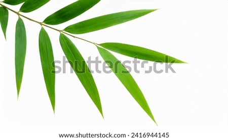 Closeup Bamboo leaves isolated on white background with clipping path, Chinese or Japanese Bamboo leaf and brach in garden, Home and garden decoration
