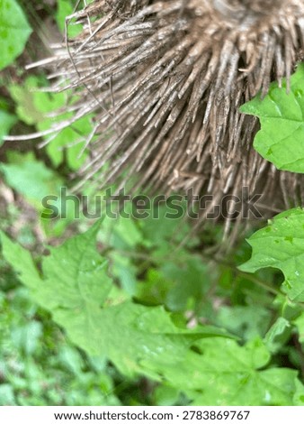 Close-up of bamboo root system with dense intertwining roots and rhizomes — Bambusoideae root structure, tropical plant Kerala South India
