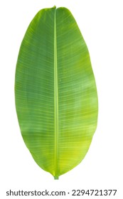 Close-up of banana leaf isolated on white background.Fresh green Banana,Leaf Banana leaf tropical,
Fresh,banana leaf,Fresh green Banana.Photo concept of fresh whole banana and nature background.