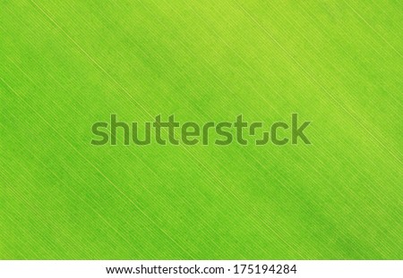 closeup of banana leaf texture, green and fresh, in a park