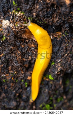 Close-up of Banana slug (Ariolimax columbianus) 