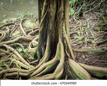 Closeup Of Banyan Tree Roots