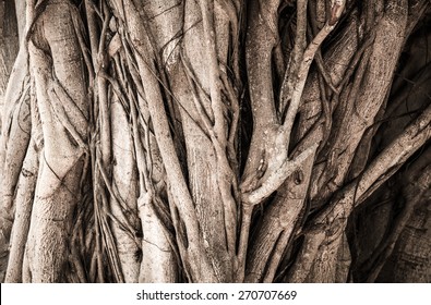 Close-up Of Banyan Tree Trunk Roots