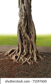 Closeup of banyan tree trunk roots with carvings.