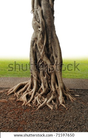 Closeup of banyan tree trunk roots with carvings.