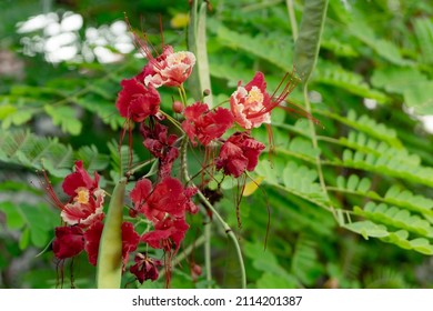 Closeup To Barbadose Pride, Dwarf Poinciana Background