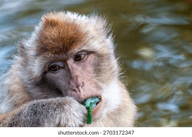 Close-up of a Barbary macaque -Macaca sylvanus- eating a piece of fruit.
