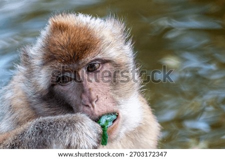 Close-up of a Barbary macaque -Macaca sylvanus- eating a piece of fruit.