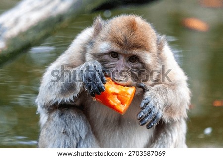 Close-up of a Barbary macaque -Macaca sylvanus- eating a piece of fruit.