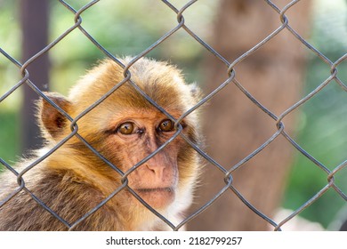 Close-up of a Barbary macaque monkey looking through a metal chain-link fence in captivity.
