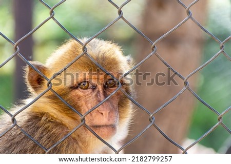 Close-up of a Barbary macaque monkey looking through a metal chain-link fence in captivity.