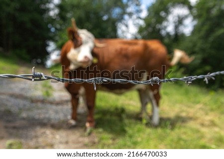 Close-up of a barbed wire in front of a cow paddock with a blurred cow in the background