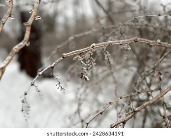 close-up of a barberry branch with red berries iced over after an icy rain during the winter thaw during the onset of a cyclone. 