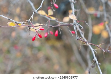 A close-up of bare branches adorned with small red berries, surrounded by a soft autumn background. Ideal for seasonal, nature, and rustic-themed projects. - Powered by Shutterstock