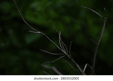 Close-up of bare bare dry tree branches against a dark green blurred forest background.