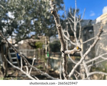 Close-up of a bare fig tree branch beginning to bud in early spring, with a blurred garden background featuring olive trees, a ladder, and a clear blue sky.