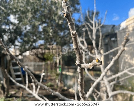 Close-up of a bare fig tree branch beginning to bud in early spring, with a blurred garden background featuring olive trees, a ladder, and a clear blue sky.
