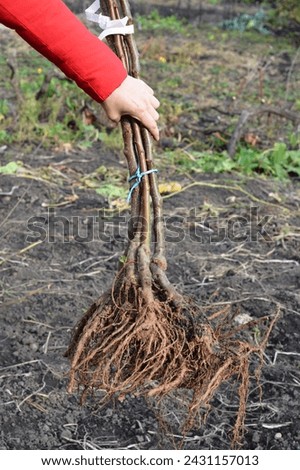 A close-up of bare root fruit trees ready for planting in early spring. Gardener holding new fruit trees for planting in garden. 