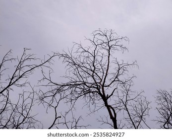 Close-up of a bare tree branch against an overcast sky, showcasing the intricate details of nature in a minimalist black-and-white style. Perfect for moody, atmospheric designs or concepts. - Powered by Shutterstock