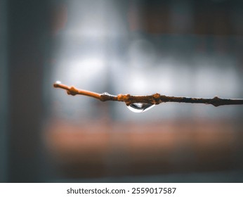 Close-up of bare tree branches adorned with shimmering water droplets - Powered by Shutterstock