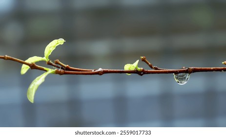 Close-up of bare tree branches adorned with shimmering water droplets - Powered by Shutterstock