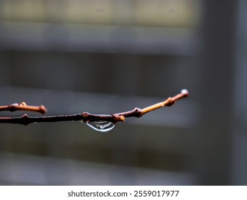 Close-up of bare tree branches adorned with shimmering water droplets - Powered by Shutterstock