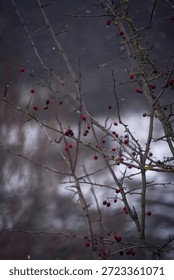 Close-up of bare tree branches adorned with small red berries, set against a blurred, snowy background with gentle snowfall