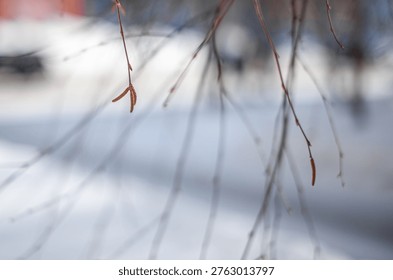 Close-up of bare tree branches displaying small buds, set against a blurred winter landscape with snow and soft natural lighting