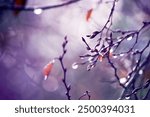 a close-up of bare tree branches with a few remaining autumn leaves and water droplets, set against a softly blurred, purplish background, creating a tranquil and atmospheric scene