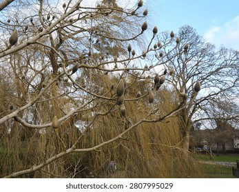 Close-up of bare tree branches with large fuzzy spring flower buds developing under a soft sky backdrop