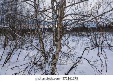 Close-up Of Bare Trees