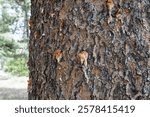 Close-up of bark beetle pitch tubes on coniferous tree in Sierra Nevada forest with other trees in the distance.  