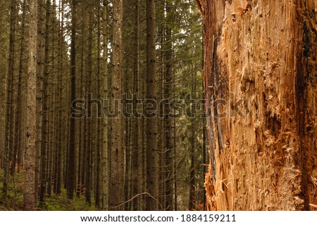 closeup of bark of a cutted tree trunk in front and in the background lot of pine tree trunks with branches,blackforest in south germany 