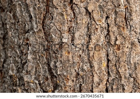 Closeup of the bark of an old pine tree