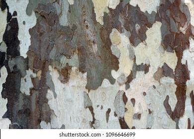 The close-up of the bark of a plane tree, Platanus acerifolia.                              - Powered by Shutterstock