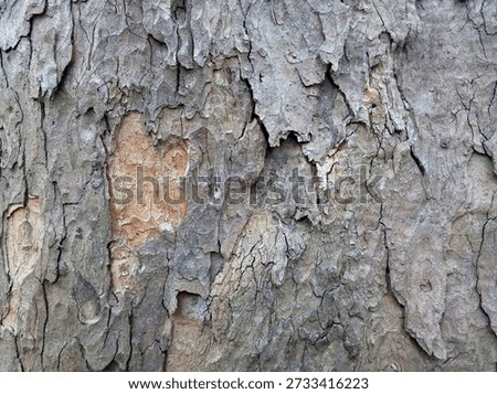 Close-up of the bark of the sycamore maple, different angle.