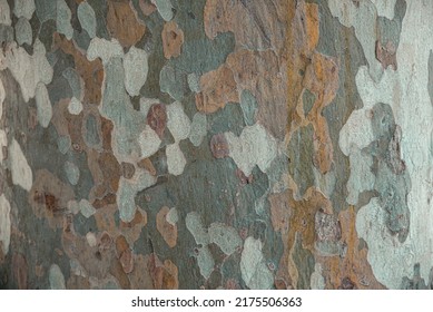 Close-up of the bark of a sycamore tree (platan) in the Ciutadella Park in Barcelona, Spain.
