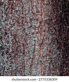 A close-up of the bark texture of a field maple, or Acer campestre in Latin. Deep furrows and cracks appear in the bark.