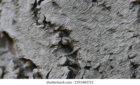 Close-up of the bark of a walnut tree. 