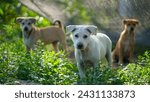 Close-up of barking Canis lupus dingo dogs        