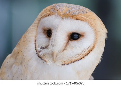 Close-up of a barn owl