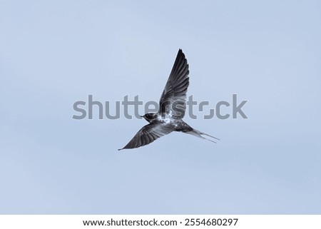 A closeup of a Barn swallow captured in midflight against a clear blue sky