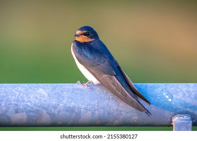 Closeup of a Barn Swallow, Hirundo rustica, resting after hunting on barbwire. This is the most widespread species of swallow in the world and the national bird of Estonia.