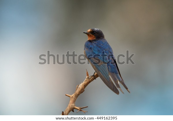 Closeup Barn Swallow Hirundo Rustica Isolated Stock Photo Edit